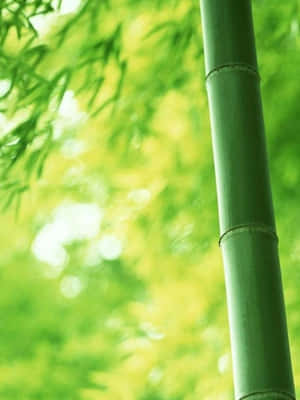 高大的綠色竹莖，背景有模糊的葉子 — 竹子 壁紙