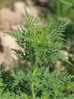 自然光下綠色葉子植物的詳細視圖。 — 花園 壁紙