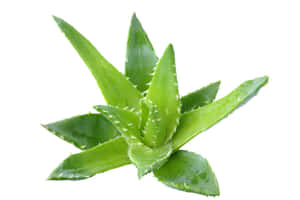 綠色蘆薈植物的特寫，其多刺的葉子上有水珠。 — MacBook Pro M4 壁紙
