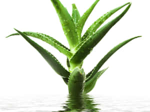 蘆薈植物在水中有水滴和倒影 — 植物美學 壁紙