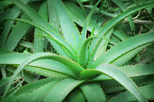 一株帶有鋸齒狀葉片的綠色蘆薈植物特寫。 — MacBook Air 15 壁紙