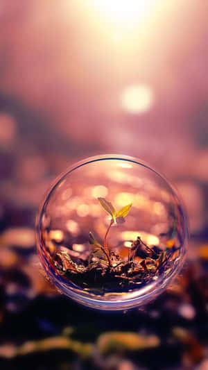 在金色夕陽下，玻璃球中發芽的小植物。 — 透明 壁紙