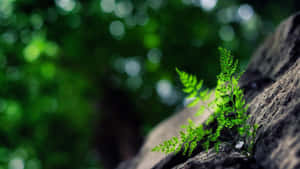 一棵小蕨類植物在森林的岩石上生長。 — 植物美學 壁紙