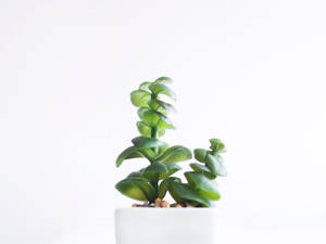 一個白色花盆中的小綠色多肉植物，放在純白色表面上。 — 植物美學 壁紙