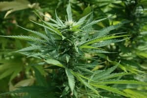 一株帶有鋸齒狀葉片和盛開花朵的大麻植物，在自然日光下。 — 花園 壁紙