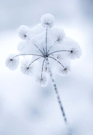 一株滿載雪花的植物，帶有詳細的種子頭，在寒冷的冬季場景中。 — 小米Mix 壁紙