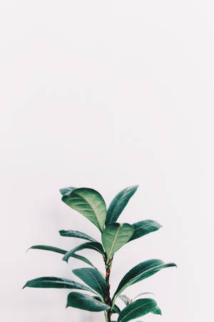 白色背景上的一根帶葉綠色植物莖。 — 自然 iPhone 壁紙