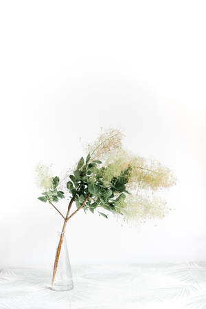 一根細長的樹枝，帶有綠葉和通風的白色花朵，放在透明玻璃花瓶裡。 — 綠色花卉 壁紙