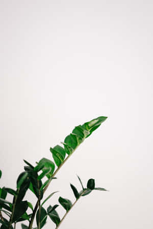 純米白色背景上的綠色葉植物莖。 — 小米平板 8 Pro 壁紙