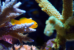 一條小橙色魚在水族箱中色彩繽紛的珊瑚間游動。 — 水族箱 壁紙