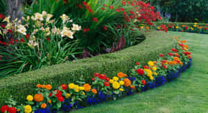 修剪整齊的花園中帶有彩色花朵的彎曲樹籬。 — 花園 壁紙
