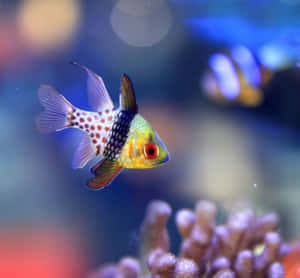 色彩繽紛的魚在水族箱中游近珊瑚 — 魚 GIF 壁紙
