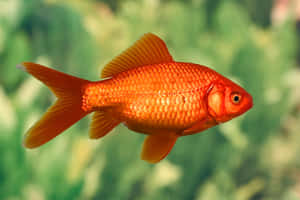 一條明亮的橙色金魚在綠色水中游泳。 — 金魚 壁紙
