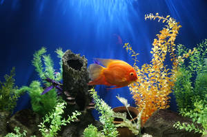 橙色魚在帶有藍色燈光和裝飾石塊的種植水族箱中游動。 — 魚 GIF 壁紙