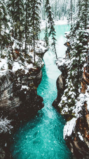 白雪覆蓋的松樹環繞著一條流經岩石峽谷的綠松石色河流。 — 精細 壁紙