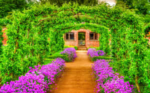 一條泥路，兩旁有紫色花朵和綠色藤蔓，通往一間磚屋。 — 花園 壁紙