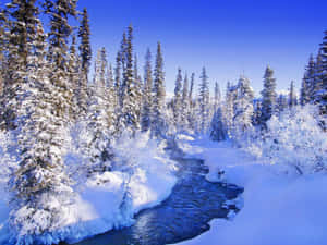 白雪覆蓋的松樹環繞著冬日中流淌的藍色河流。 — 冬季風景 壁紙