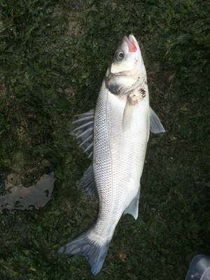 被捕獲後綠色草地上的一條銀色魚。 — 魚 GIF 壁紙