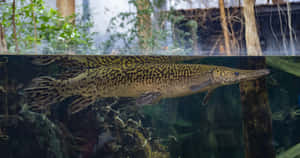 一條斑點雀鱔在有植物和木頭的熱帶水族箱中游動。 — 烈咬陸鯊 壁紙