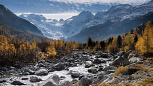 一條岩石河流流經秋林，背景是白雪覆蓋的山脈。 — 山景 壁紙