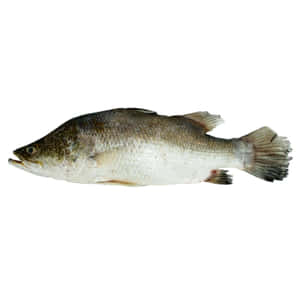 新鮮整條魚，銀色鱗片和深色鰭，白色背景 — 魚 GIF 壁紙