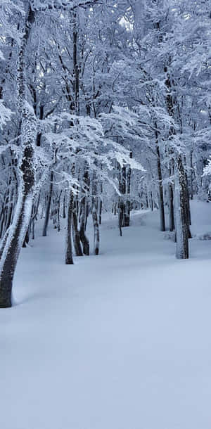 積雪覆蓋的森林小徑，霜凍的樹木在蒼白的天空下。 — 冬季風景 壁紙