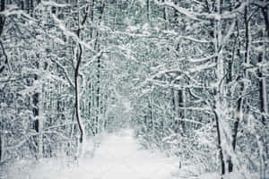 冬季時，白雪覆蓋的森林小徑蜿蜒穿過高大的樹木。 — 冬季風景 壁紙
