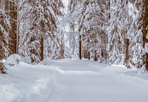 白雪覆蓋的森林小徑在日光下蜿蜒穿過高大的樹木 — 自然風景動圖 壁紙
