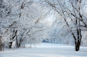積雪的樹木在明亮日光下框出一條寂靜的冬日小徑。 — 冬季風景 壁紙