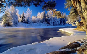 明亮的藍天下，白雪覆蓋的河岸和結霜的樹木。 — 冬季風景 壁紙