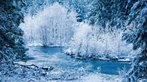 白雪覆蓋樹木和一條平靜的河流，在寂靜的冬日森林中。 — 冬季風景 壁紙
