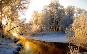 被雪覆蓋的樹木間，冬日河流在日出光芒中閃耀。 — 冬季風景 壁紙