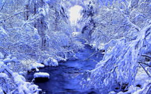 積雪的樹木環繞著冬日森林中流淌的河流。 — 冬季風景 壁紙