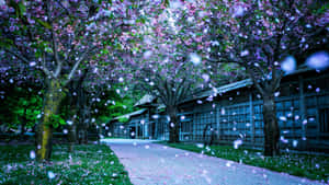 櫻花花瓣飄落在傳統木建築旁的石徑上。 — 你很美 壁紙