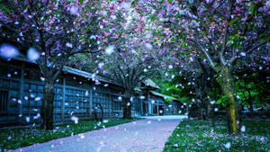 春天，櫻花花瓣飄落在傳統木建築的小徑上。 — 春天花朵 壁紙