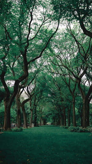 鬱鬱蔥蔥的公園中一條綠樹成蔭的小徑。 — 自然 iPhone 壁紙