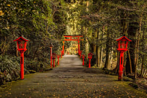 紅色燈籠排列在森林小徑上，通往遠方的鳥居。 — 鳥居 壁紙