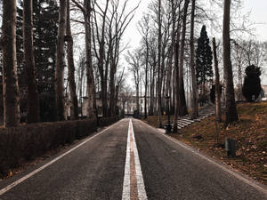 一條筆直的道路，兩旁是光禿禿的樹木，在冬天通往一座建築物。 — 美麗的秋天 壁紙