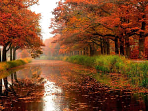 秋樹排列在水道旁，落葉漂浮在水面上。 — 河景 壁紙