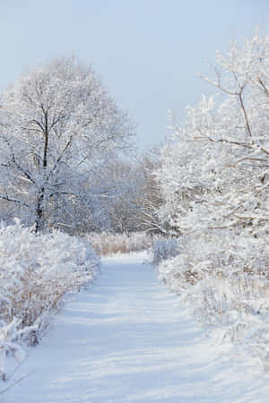 積雪小徑兩旁是結霜的樹木，上方是清澈的藍天。 — 冬季美學 壁紙