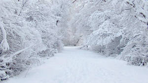 冬季積雪森林小徑蜿蜒穿過被雪覆蓋的樹木。 — 雪景 GIF 壁紙