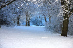 雪覆蓋的森林小徑，兩旁是霜凍的樹木，在柔和日光下。 — 冬季風景 壁紙