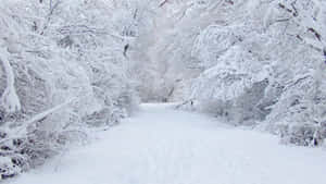 雪覆蓋的森林小徑蜿蜒穿過雪覆蓋的樹木 — 雪景 GIF 壁紙