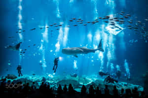 大型水族館中的鯨鯊和潛水員，有觀眾觀看。 — 水族箱 壁紙