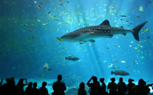 剪影般的訪客觀察一條鯨鯊在大型水族箱中與魚群一起游泳。 — 水族箱 壁紙