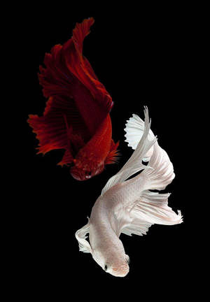 兩條鬥魚，一條紅色一條白色，在黑色背景下游泳