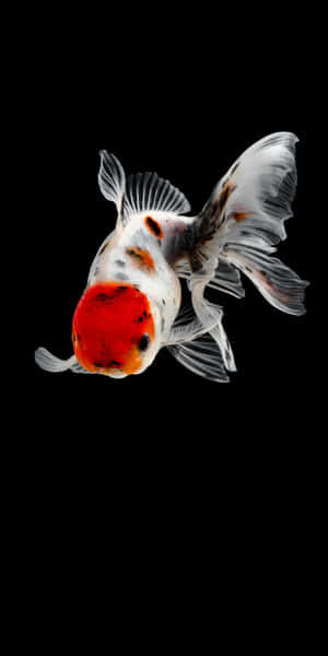 一條紅頭金魚，帶有白色魚鰭，在黑色水中游動。 — Pixel 3 壁紙