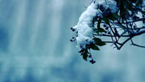 冬日裏被雪覆蓋的樹枝，帶有漿果和綠葉。 — 冬季風景 壁紙