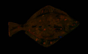 一條在黑色背景下有發光斑點的比目魚。 — 魚 GIF 壁紙