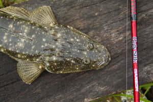 一條帶有白色斑點的比目魚躺在深色木頭上，旁邊有一根紅色釣魚竿。 — 魚 GIF 壁紙